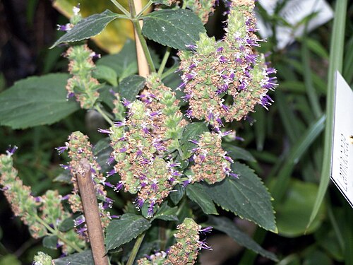 P11 พิมเสน