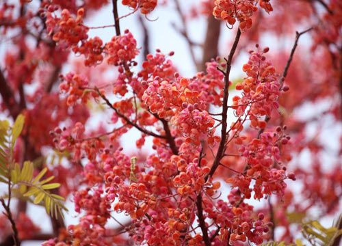 P31 กาฬพฤกษ์